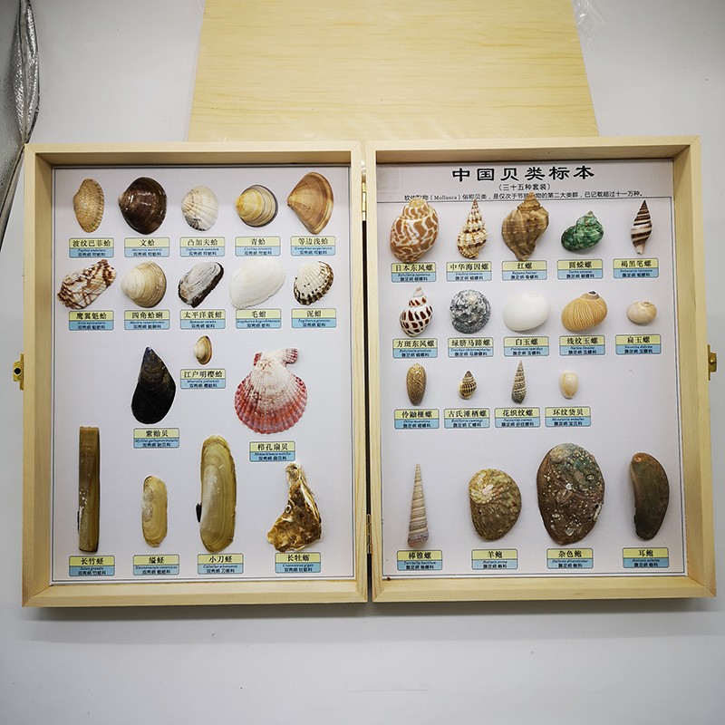 中小學標本