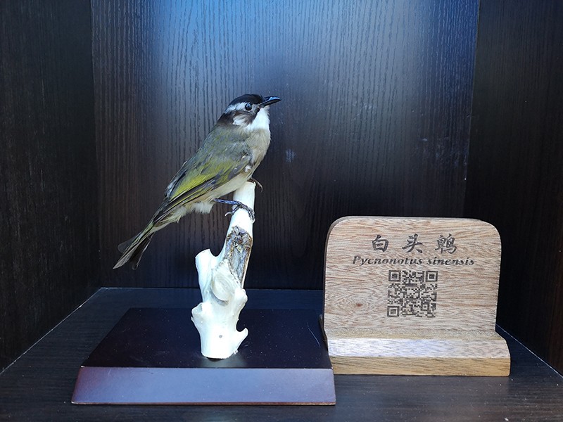 剝制標(biāo)本
