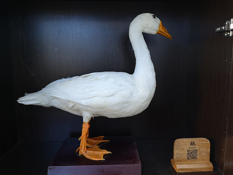 剝制標(biāo)本