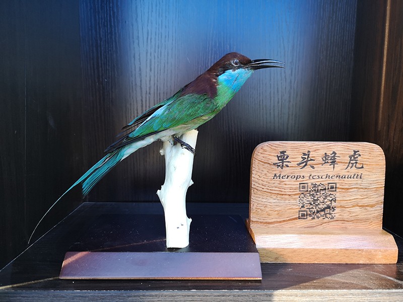 剝制標(biāo)本