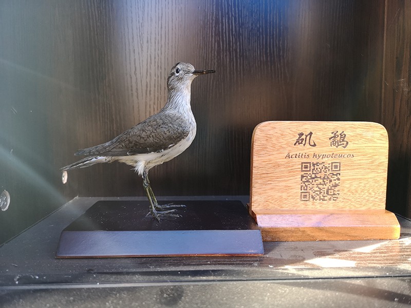 剝制標(biāo)本