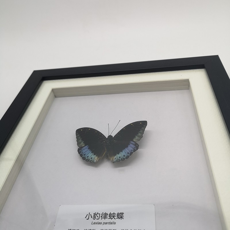 蝴蝶標本