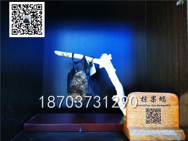 動(dòng)物剝制標(biāo)本 (5)