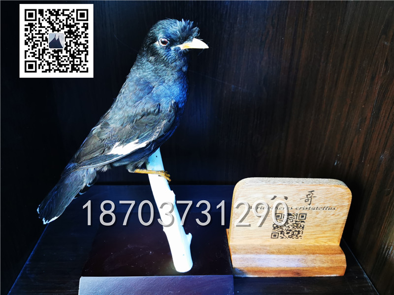 動(dòng)物剝制標(biāo)本 (8)