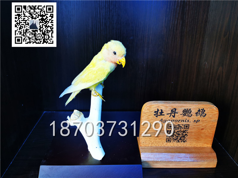 動(dòng)物剝制標(biāo)本 (7)