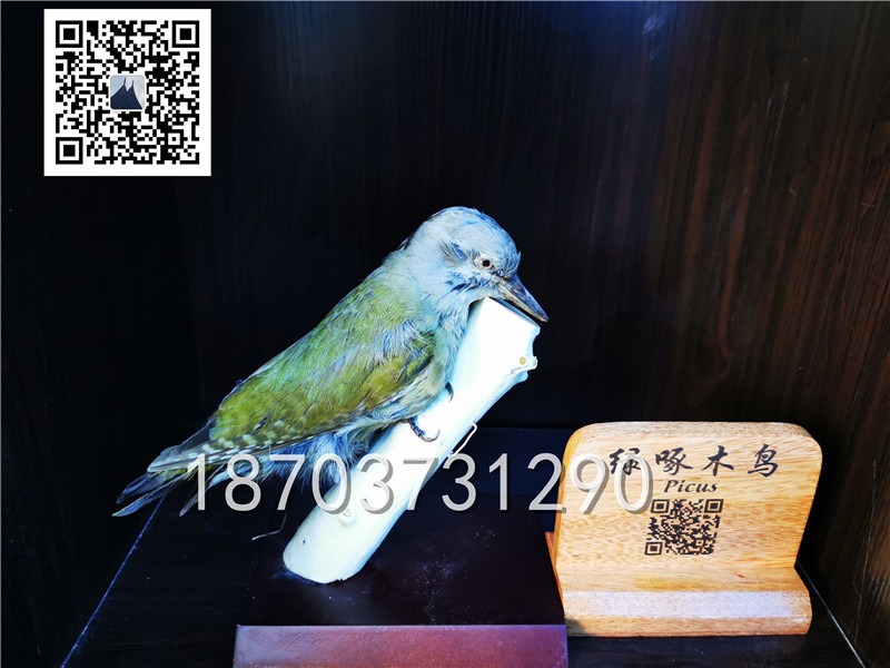 動(dòng)物剝制標(biāo)本 (9)