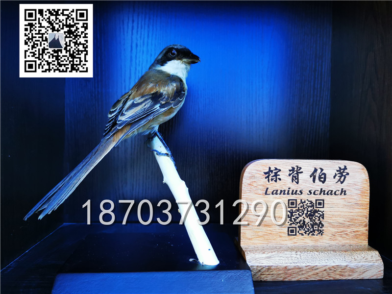 動(dòng)物剝制標(biāo)本 (12)