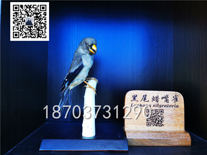 動(dòng)物剝制標(biāo)本 (13)