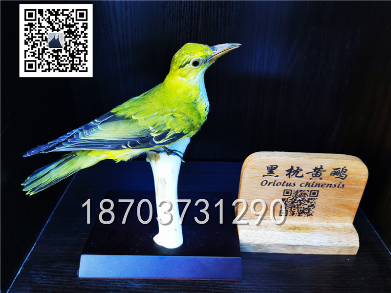 動(dòng)物剝制標(biāo)本 (14)