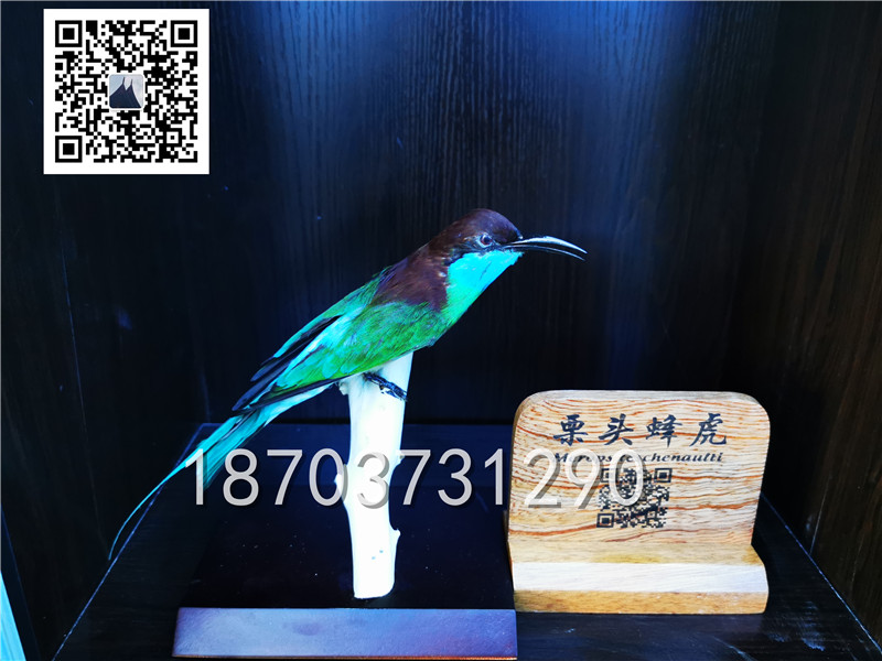 動(dòng)物剝制標(biāo)本 (15)