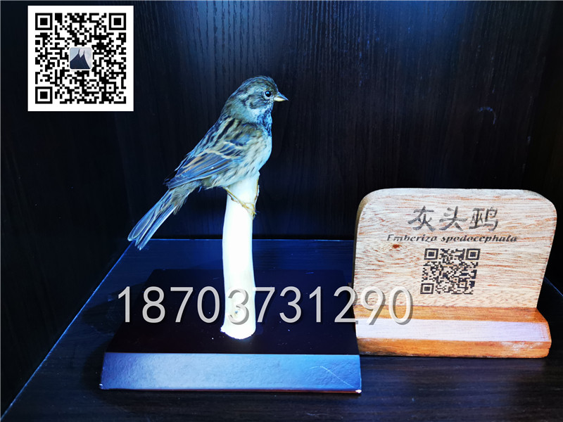 動物剝制標本 (16)