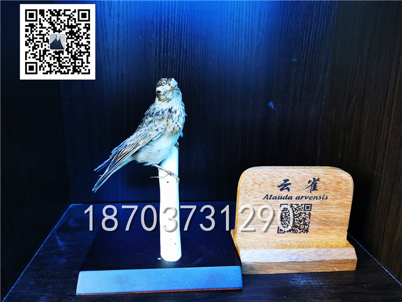 動物剝制標本 (17)