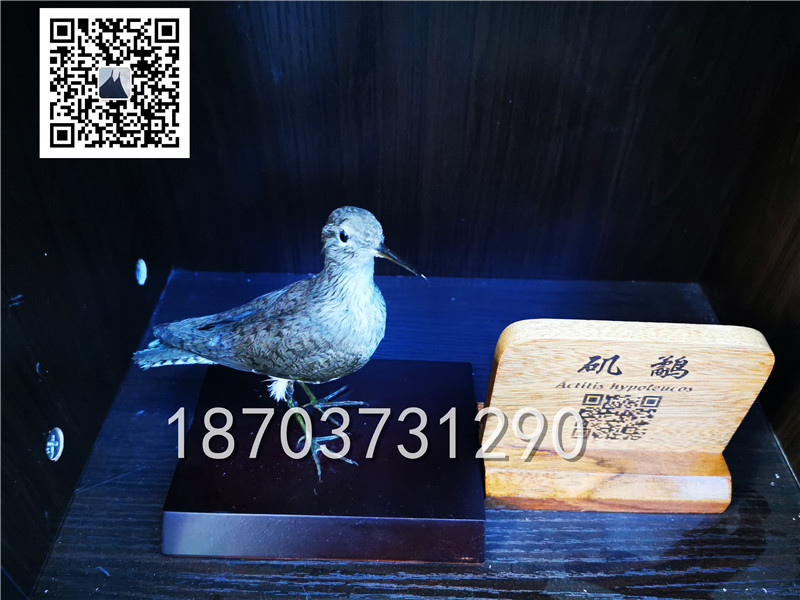 動物剝制標本 (19)