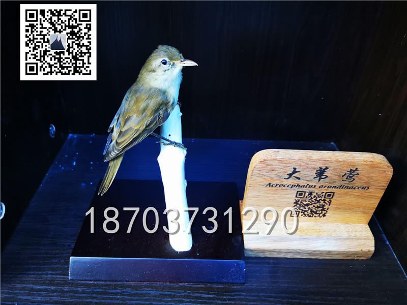 動物剝制標本 (18)