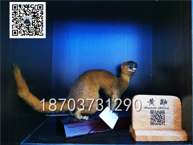 動物剝制標本 (21)