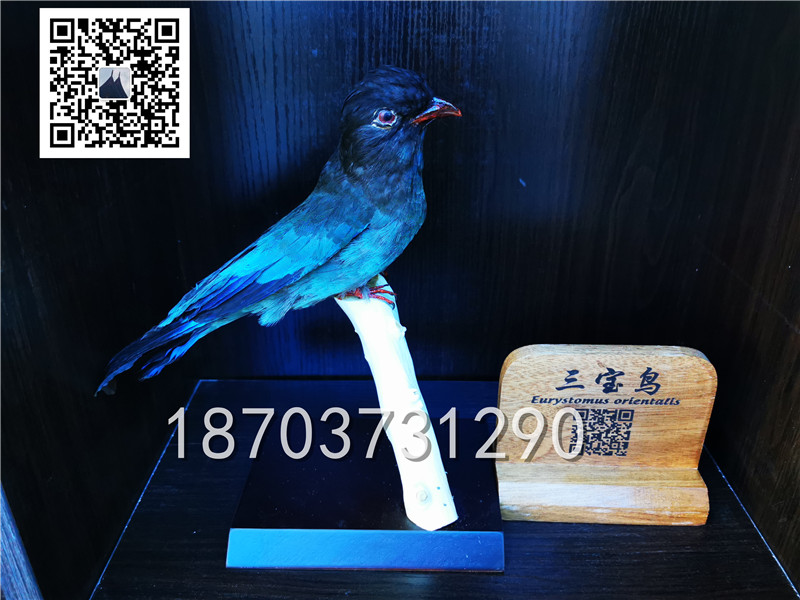 動物剝制標本 (23)