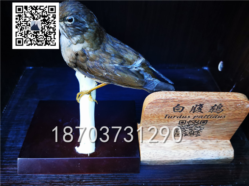 動物剝制標本 (26)